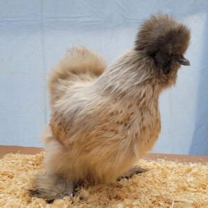Buy Silkie chickens near me