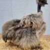 Silkie chickens australia for sale