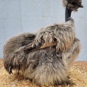 Silkie chickens australia for sale