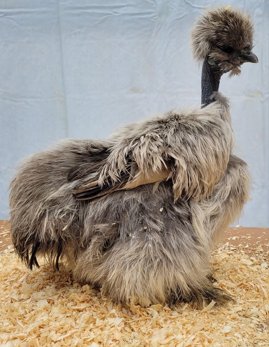 Silkie chickens australia for sale Silkie chickens australia for sale