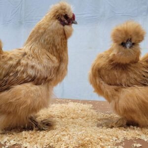 Silkie