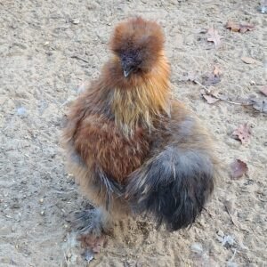 Where to buy silkie chickens australia