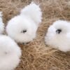 Silkie Chickens Australia