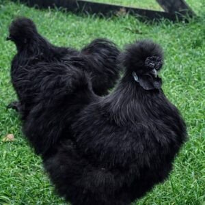 Silkies Australia