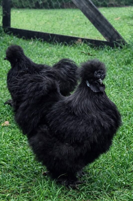 Silkies Australia