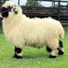 Valais Blacknose wether