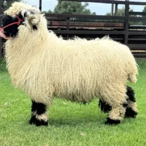 Valais Blacknose wether