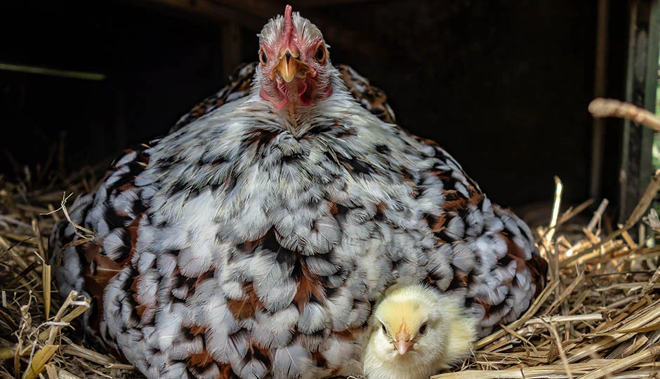 Australian backyard conditions