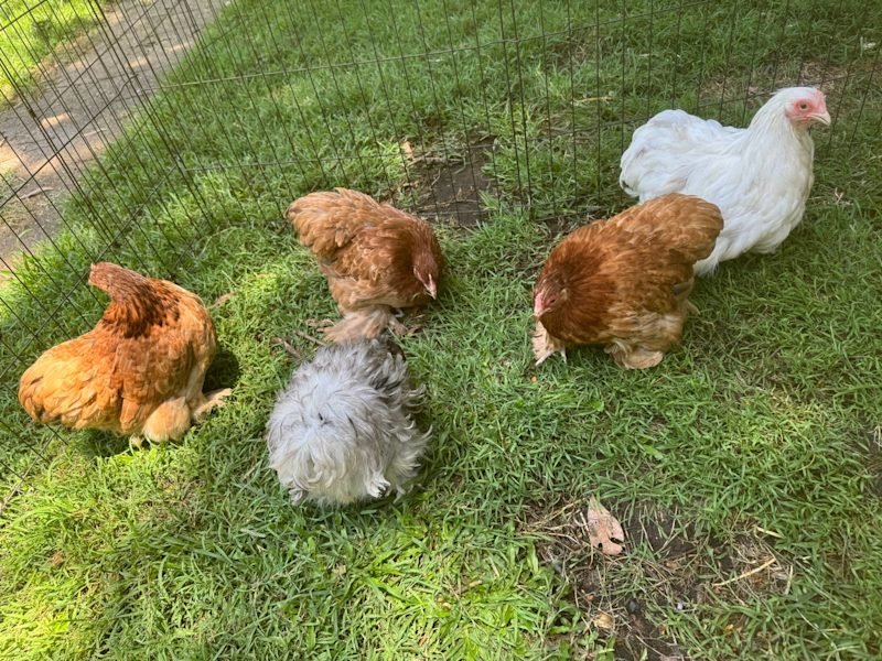pekin bantams australia