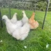 Silkie Chickens for Sale in Australia