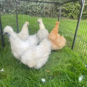 Silkie Chickens for Sale in Australia